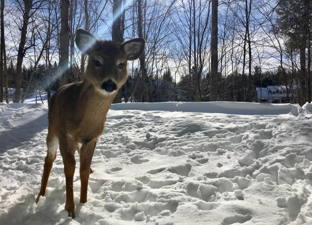 Le Sous-Bois Apartment Mont-Tremblant Bagian luar foto